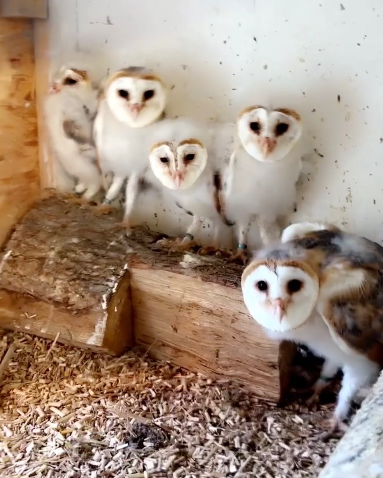 HAND RARED BARN OWLS! We have 5 owlets all with A10 certs  in {LOCATION}