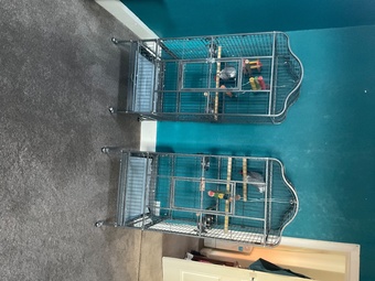 African greys for sale 