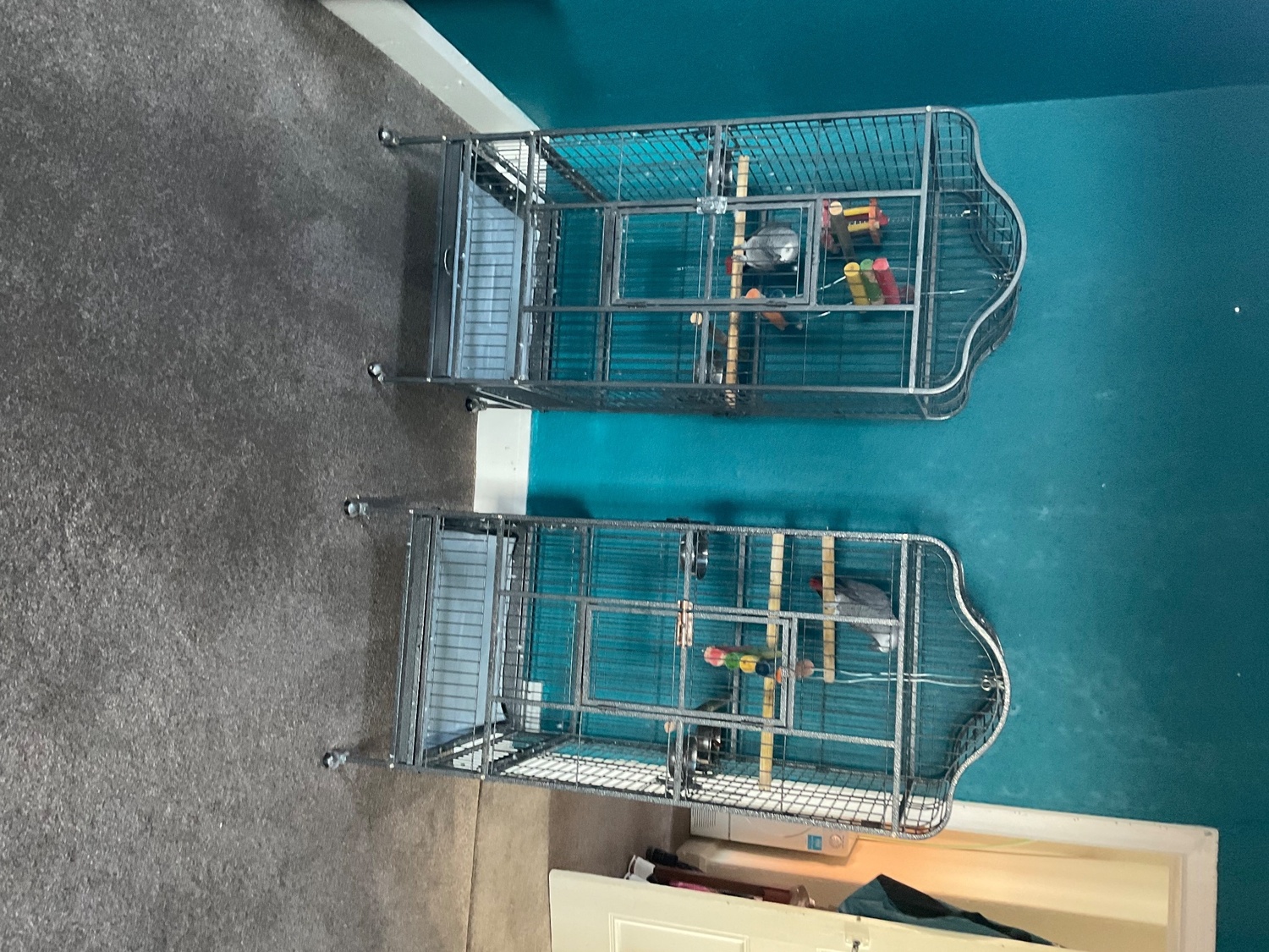 African greys for sale  in {LOCATION}