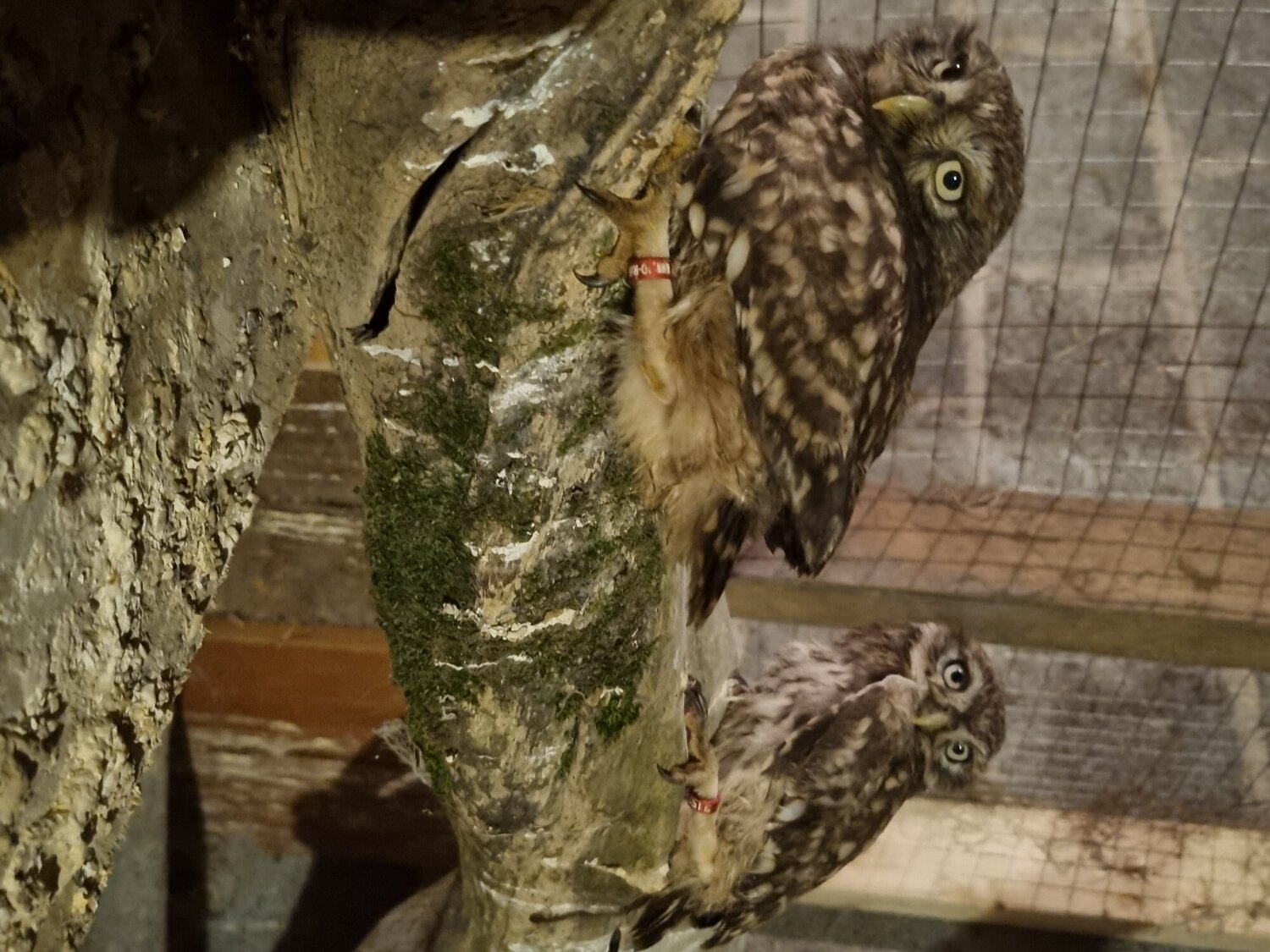 Little owls for sale.breeding pair and males/females.  in {LOCATION}