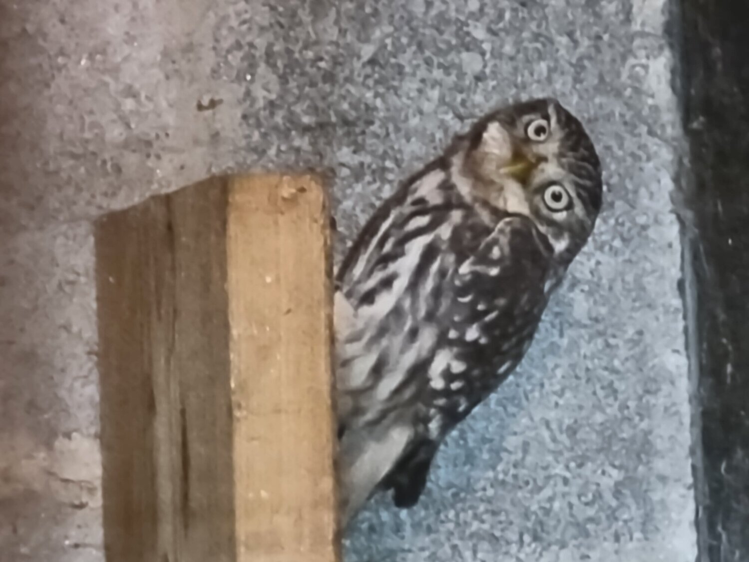 Owls