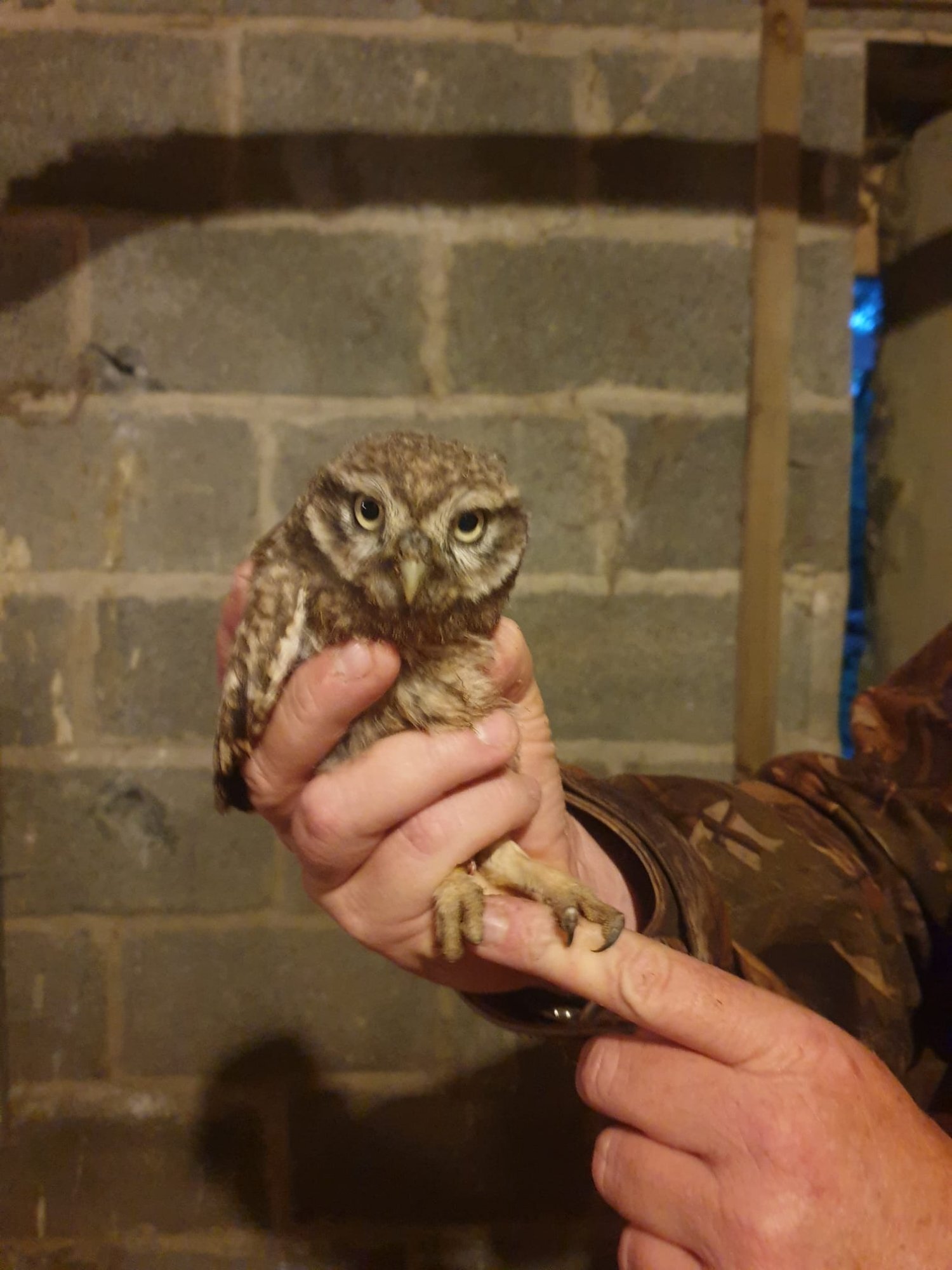 Owls - {TYPE}