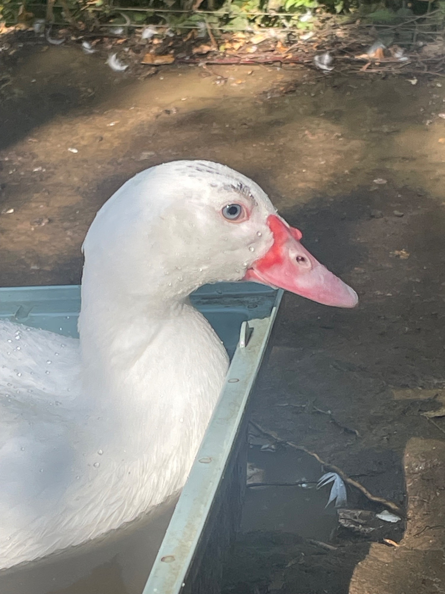 Ducks