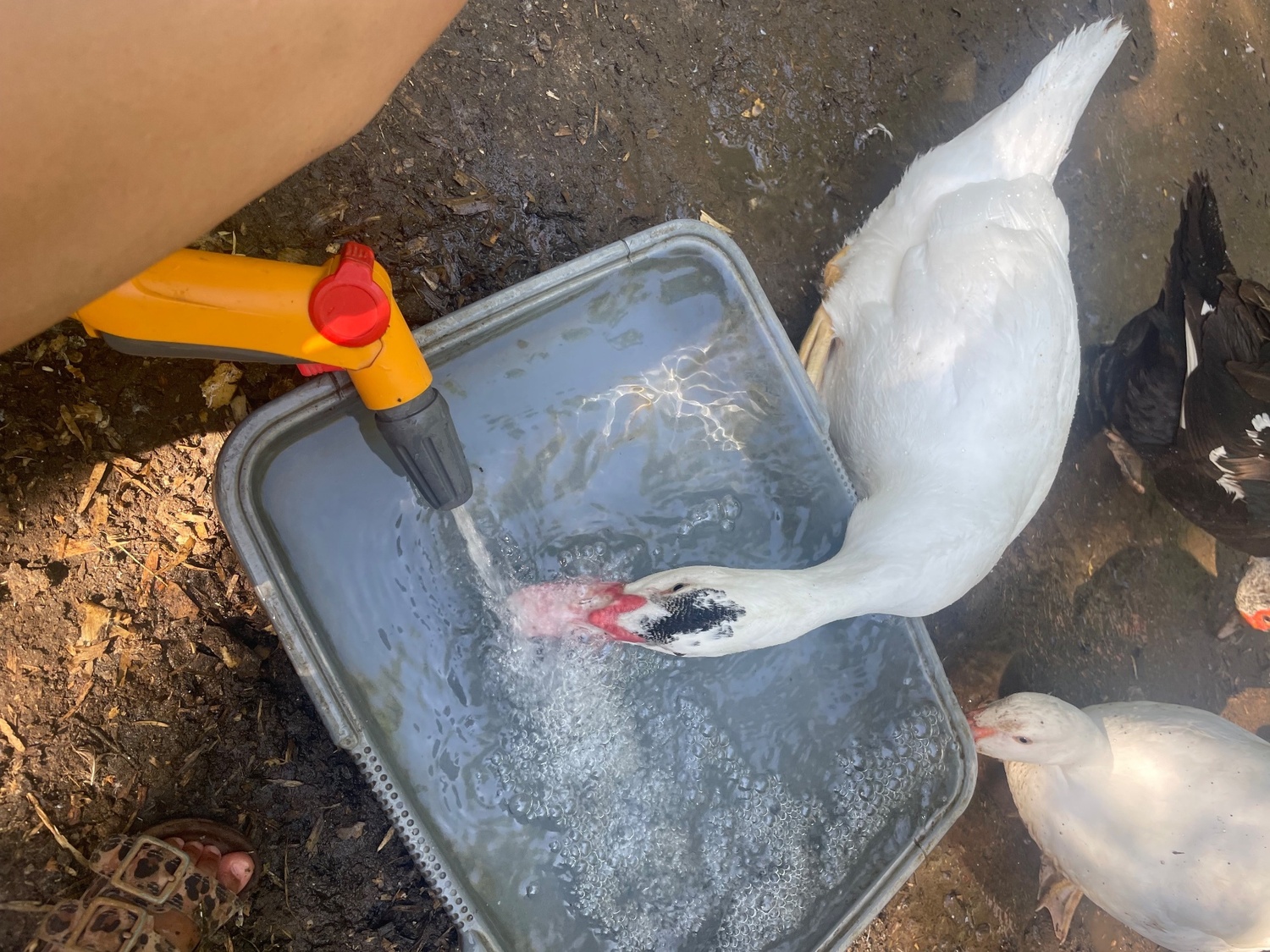 Ducks - Gorgeous Muscovy ducklings 15 weeks old