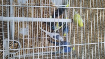 This years baby budgies  all colours 