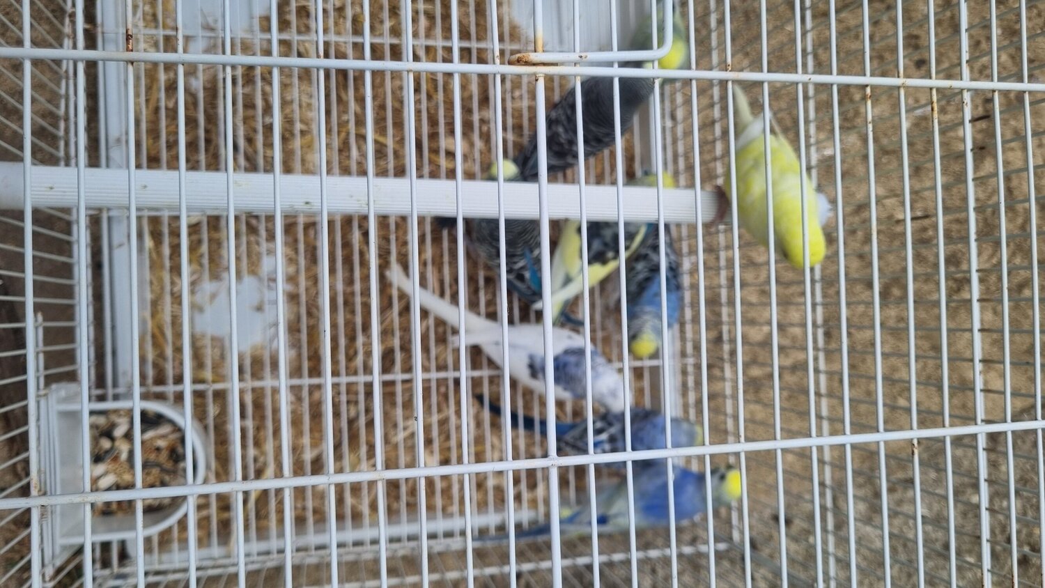 This years baby budgies  all colours  in {LOCATION}