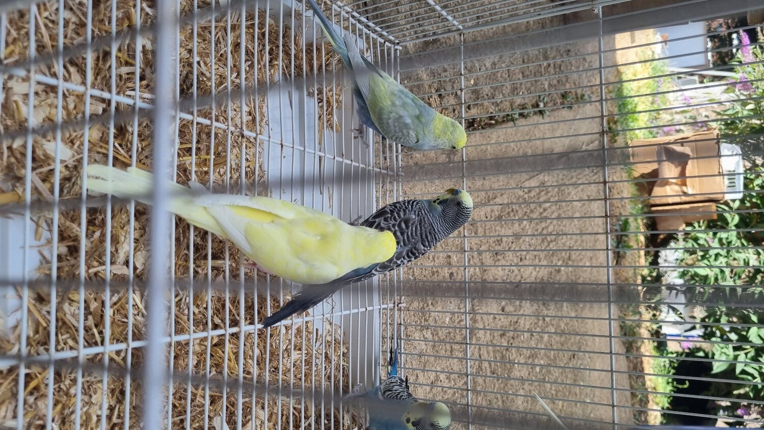 Budgerigars