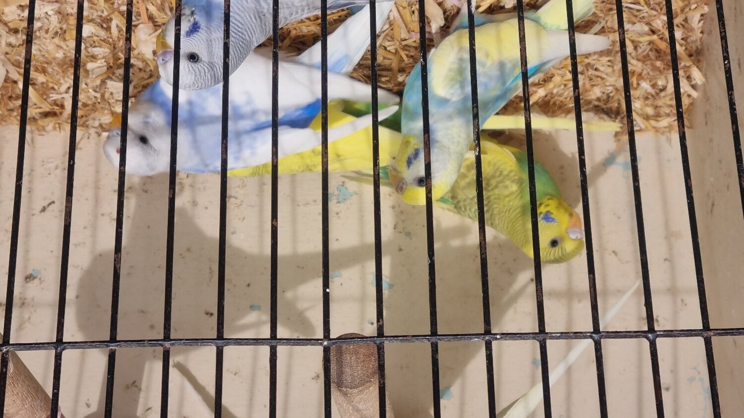 Budgerigars - {TYPE}