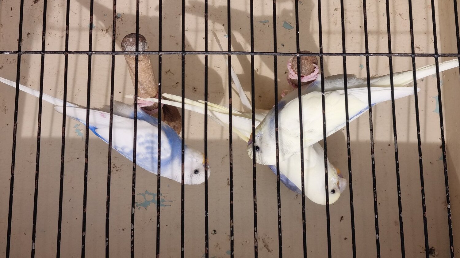 Budgerigars - This years baby budgies  all colours 