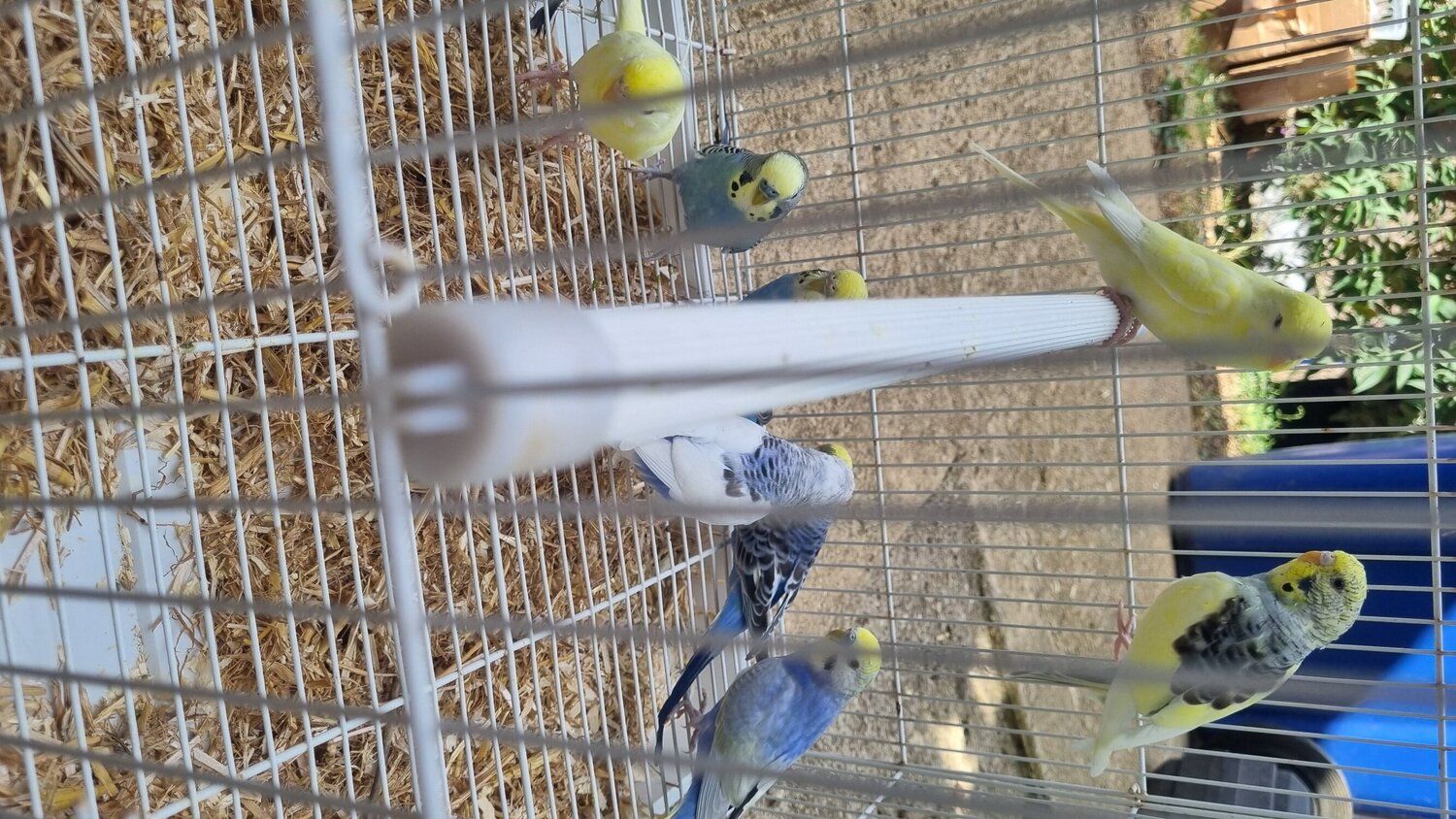 This years baby budgies  all colours  - Budgerigars