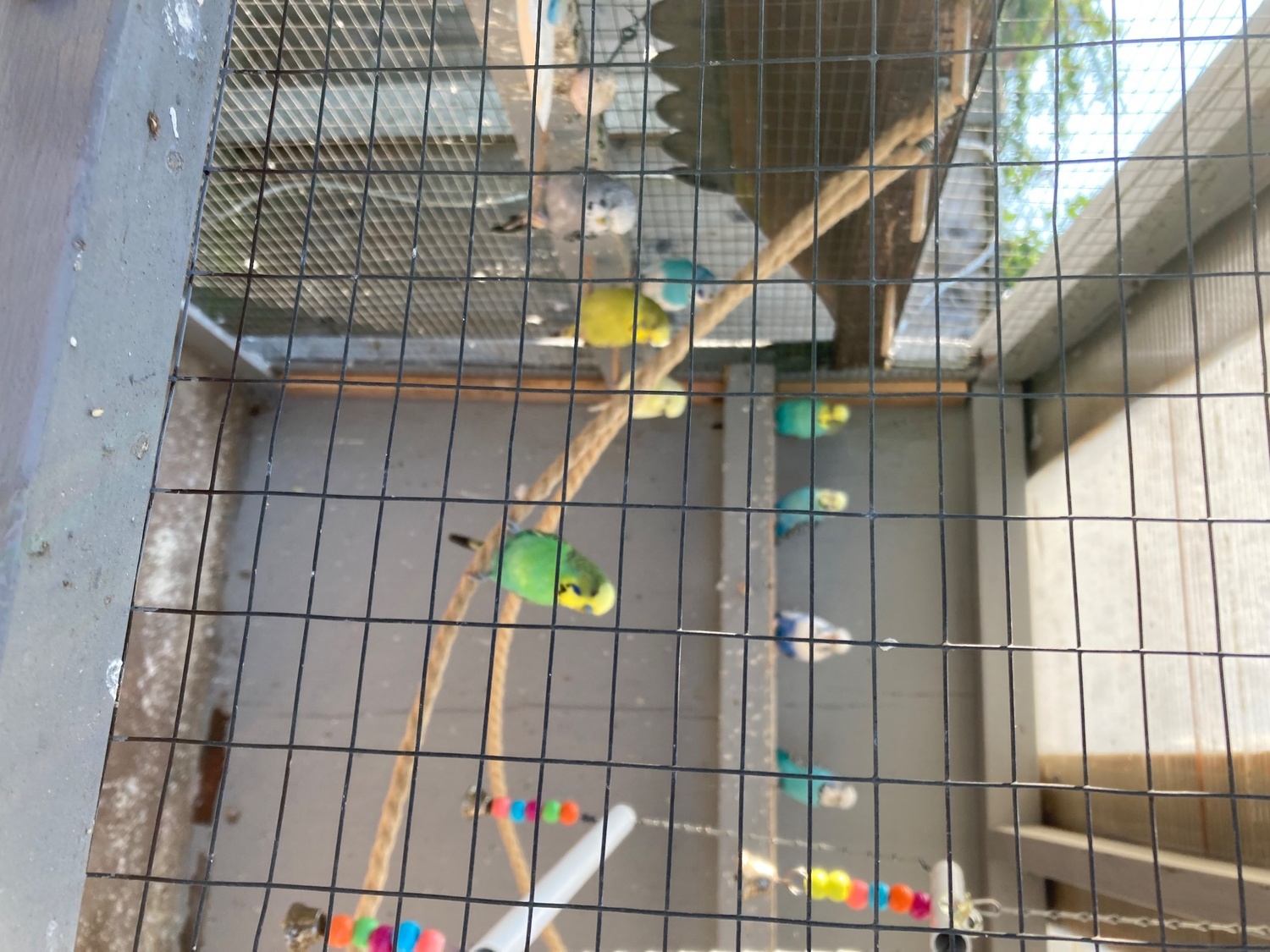 Five pair mixed colours, 1-2 years old, Genuine reason for sale, in {LOCATION}