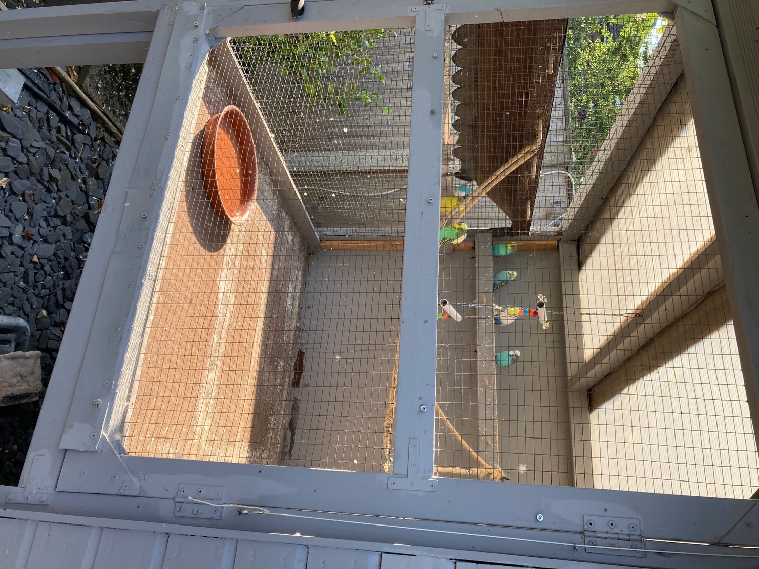 Budgerigars