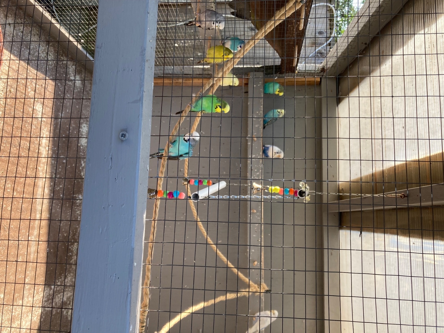 Budgerigars - {TYPE}