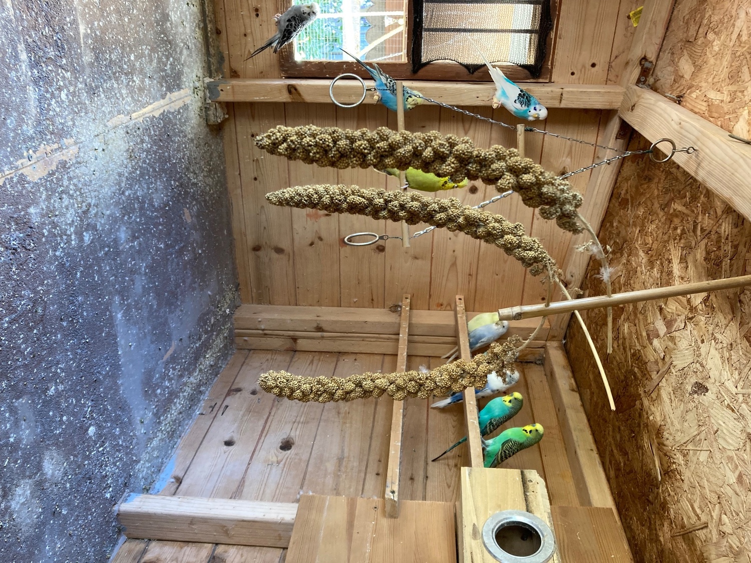 Budgerigars - Five pair mixed colours, 1-2 years old, Genuine reason for sale,