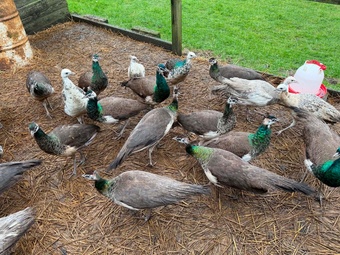 PEACOCKS AND PEAHENS FOR SALE 