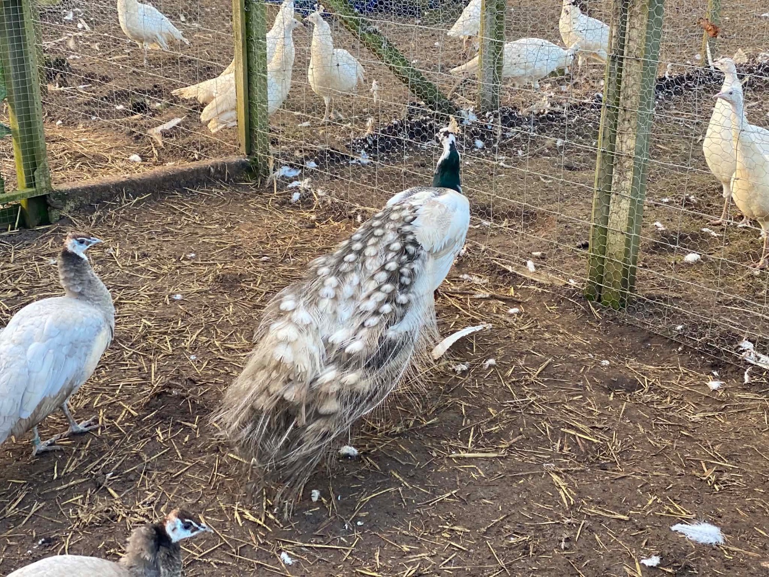 Peafowls
