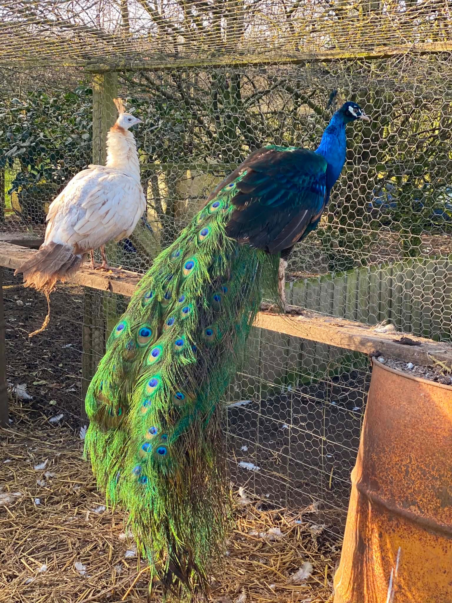 Peafowls - {TYPE}