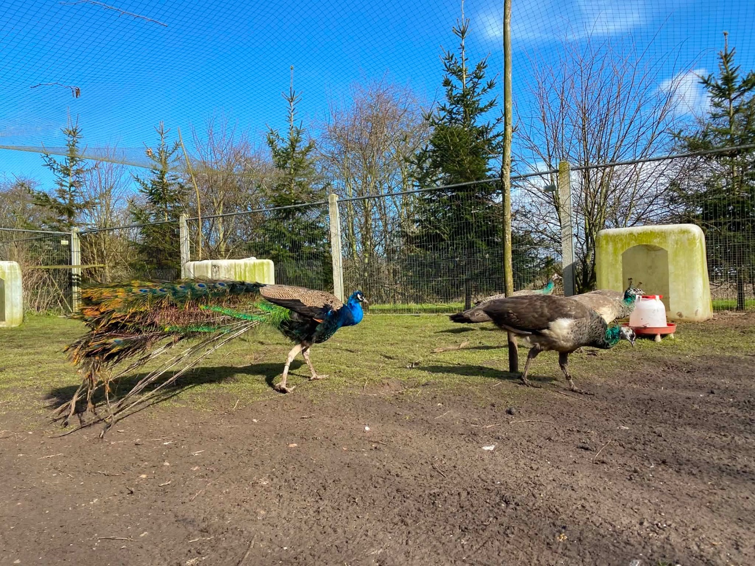 Peafowls - PEACOCKS AND PEAHENS FOR SALE 