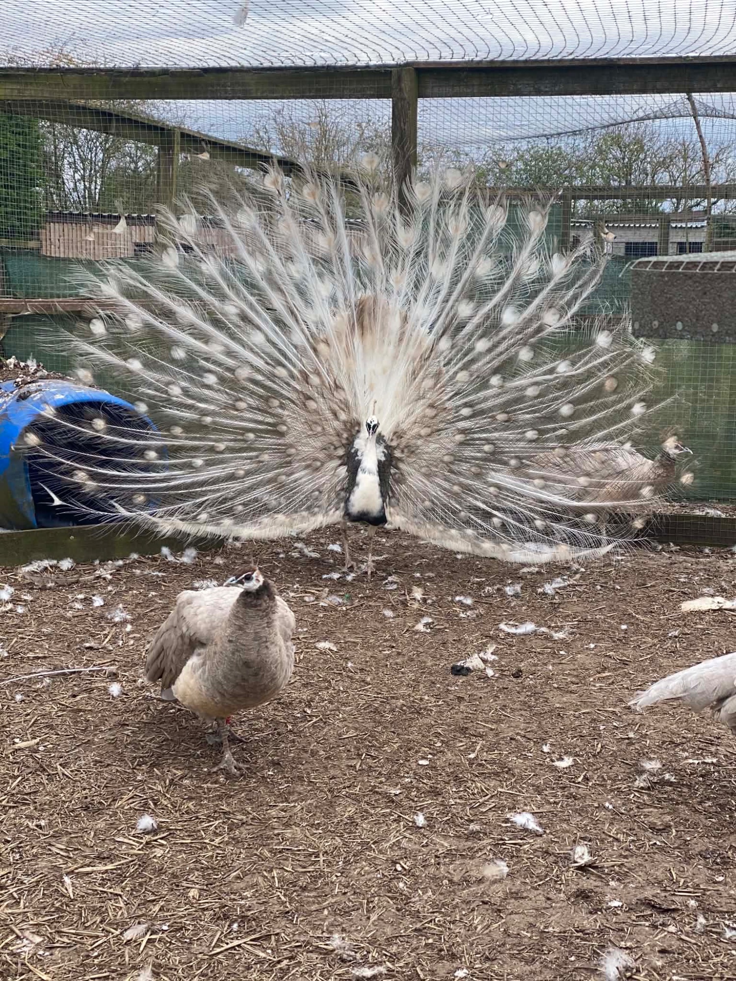 PEACOCKS AND PEAHENS FOR SALE  - Peafowls