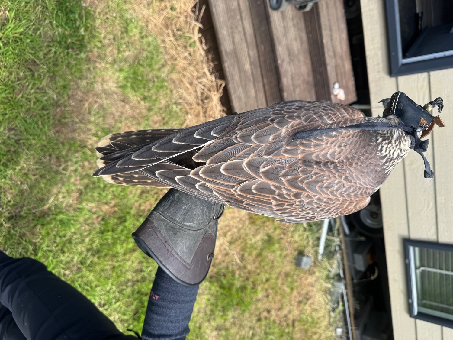Falcons