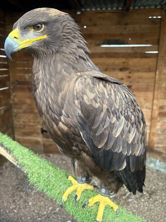 Female Steppe eagle