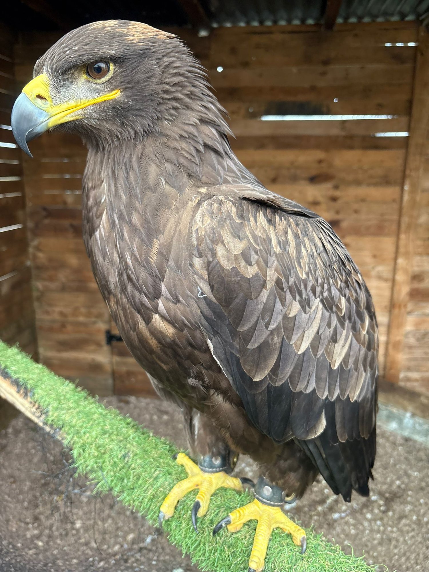 Female Steppe eagle in {LOCATION}