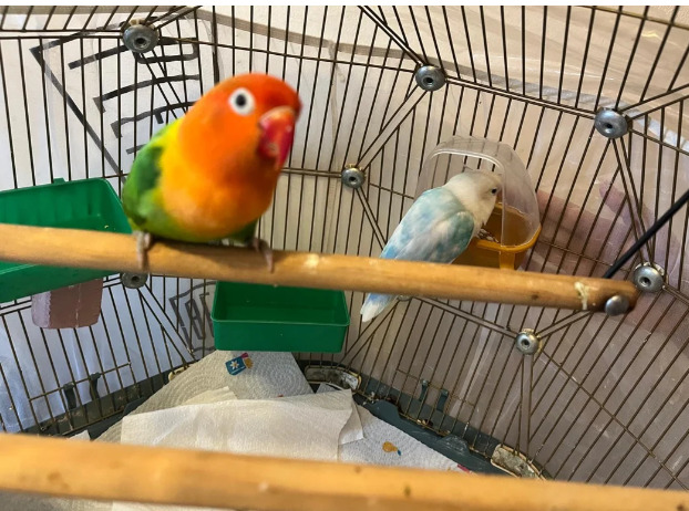 Beautiful Pair of Lovebirds- 2 Years Old, bonded pair, healthy  with cage. in {LOCATION}