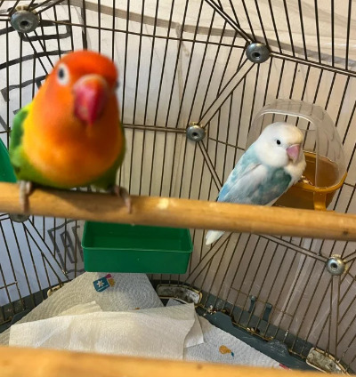 Lovebirds