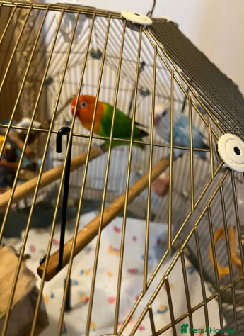 Lovebirds - {TYPE}