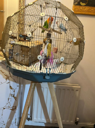 Lovebirds - Beautiful Pair of Lovebirds- 2 Years Old, bonded pair, healthy  with cage.