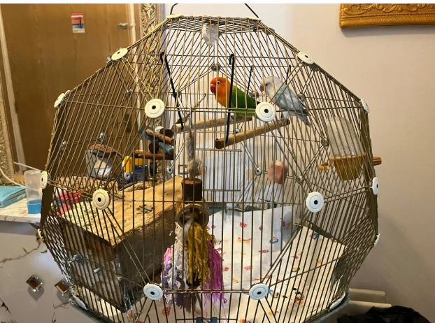 Beautiful Pair of Lovebirds- 2 Years Old, bonded pair, healthy  with cage. - Lovebirds
