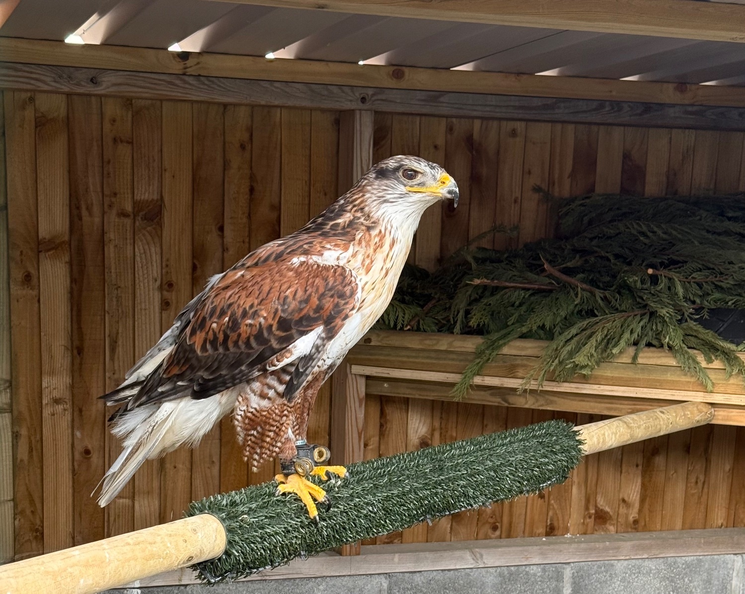 Female Ferruginous for sale in {LOCATION}