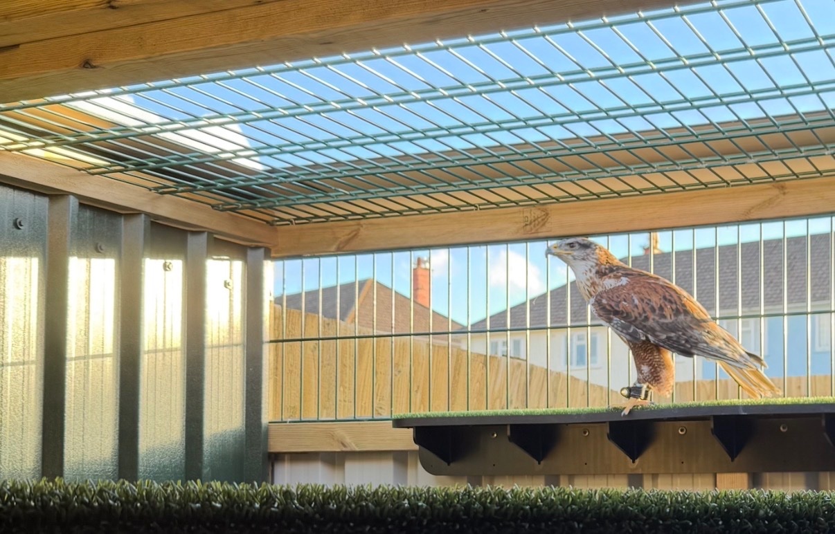 Hawks