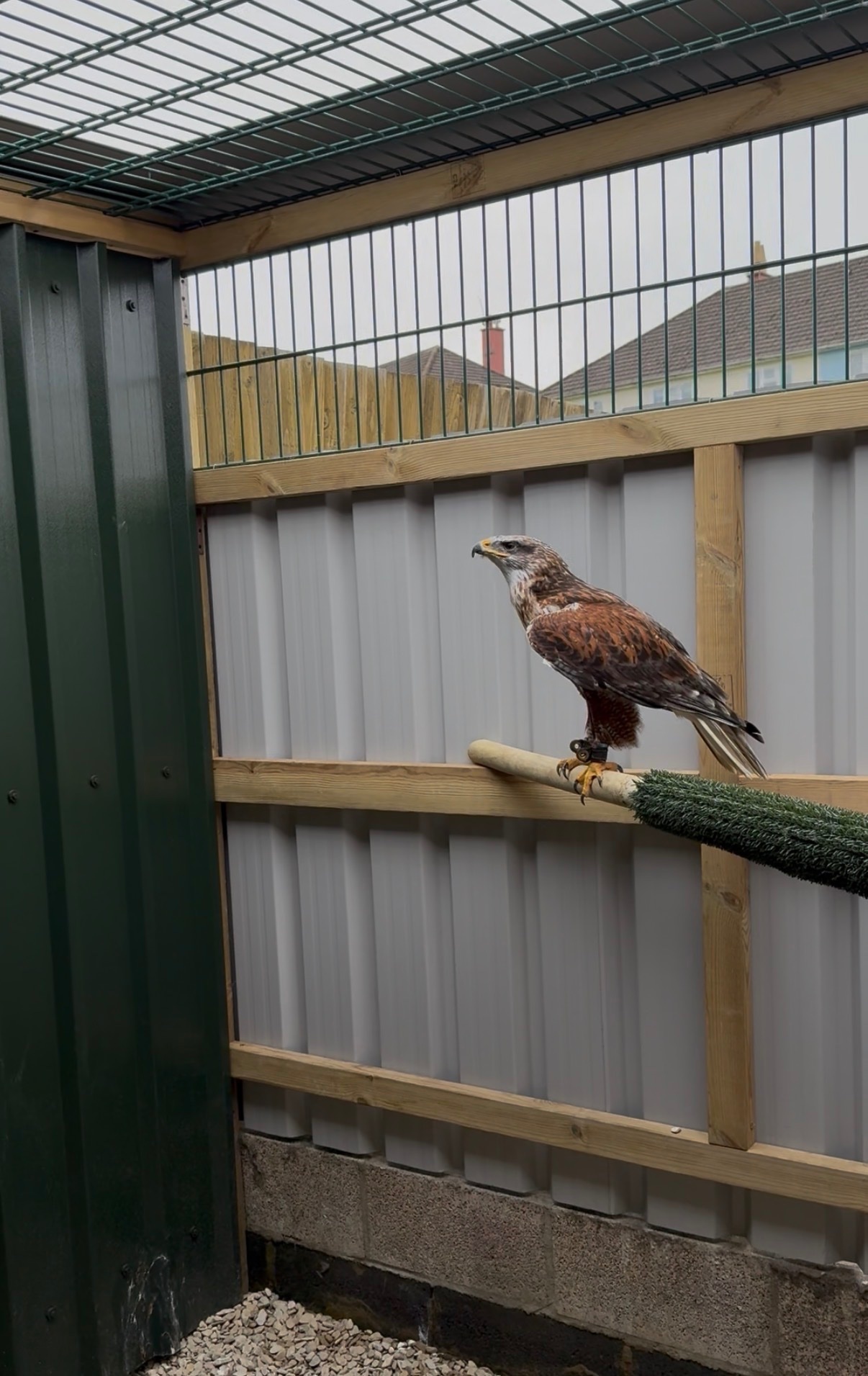 Hawks - {TYPE}