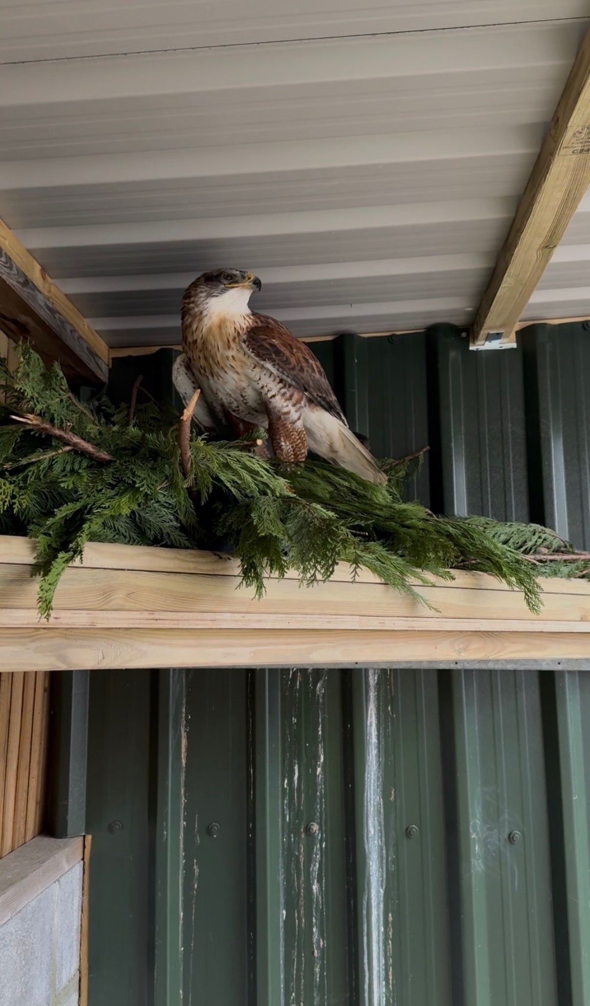 Hawks - Female Ferruginous for sale