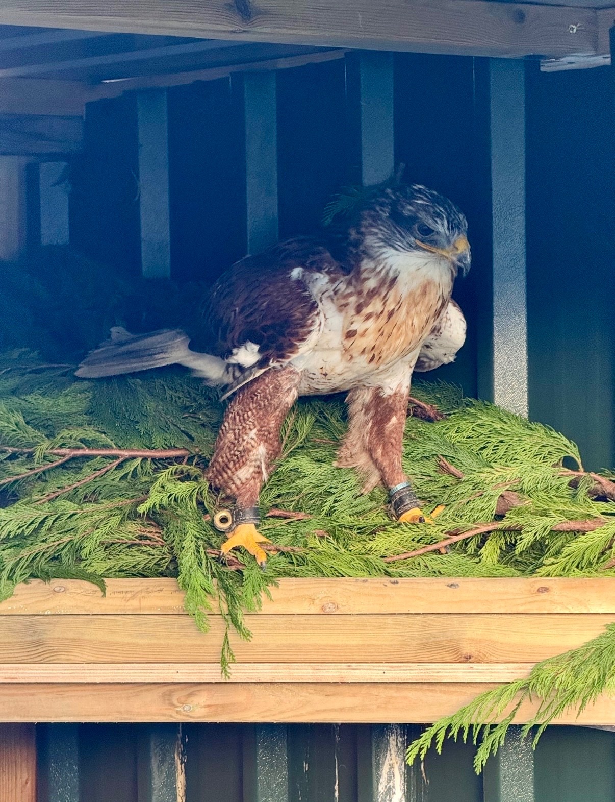 Female Ferruginous for sale - Hawks