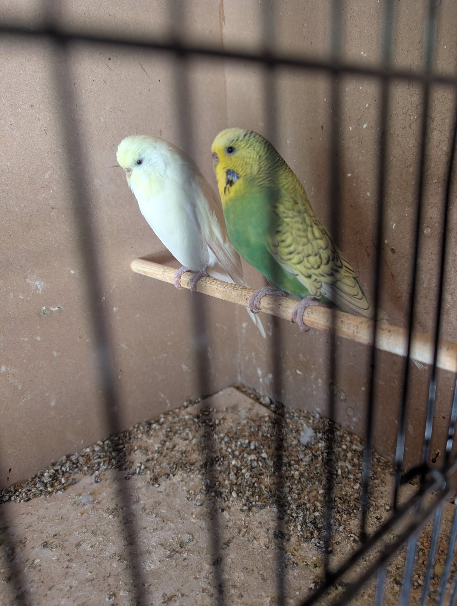 Budgies for sale two adults one lemon one green spangle  in {LOCATION}
