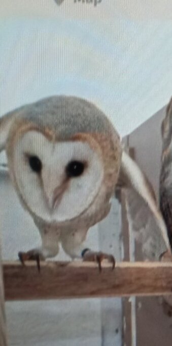 Male barn owl
