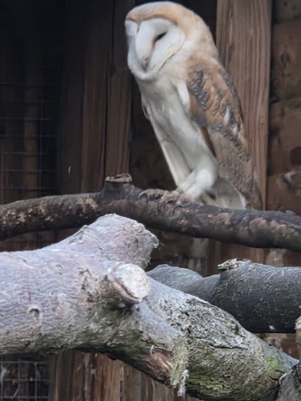 1 x male barn owl