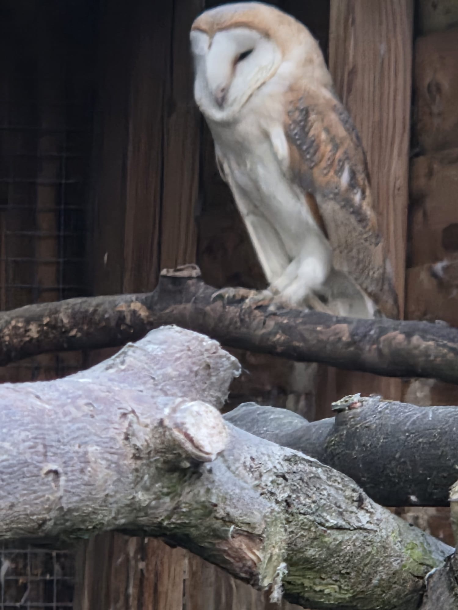 1 x male barn owl in {LOCATION}