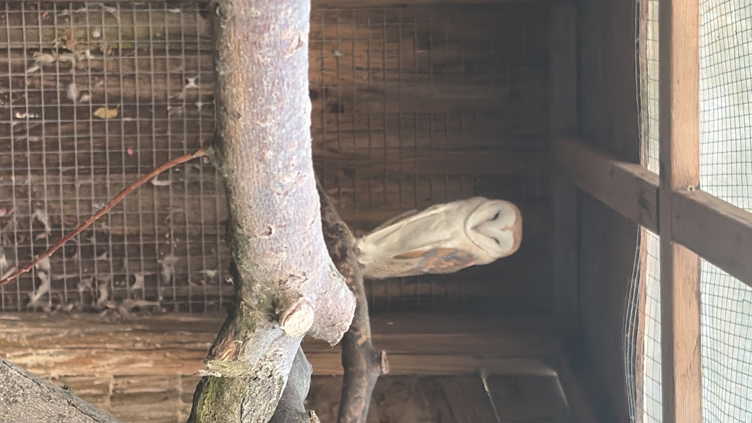Owls