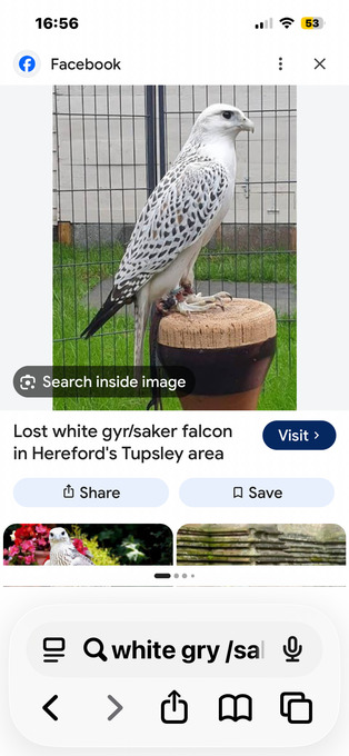 WHITE GYR/saker WANTED