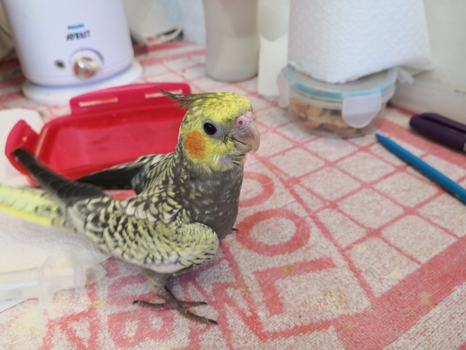 Cockatiel 12 weeks old Hand Reared in {LOCATION}