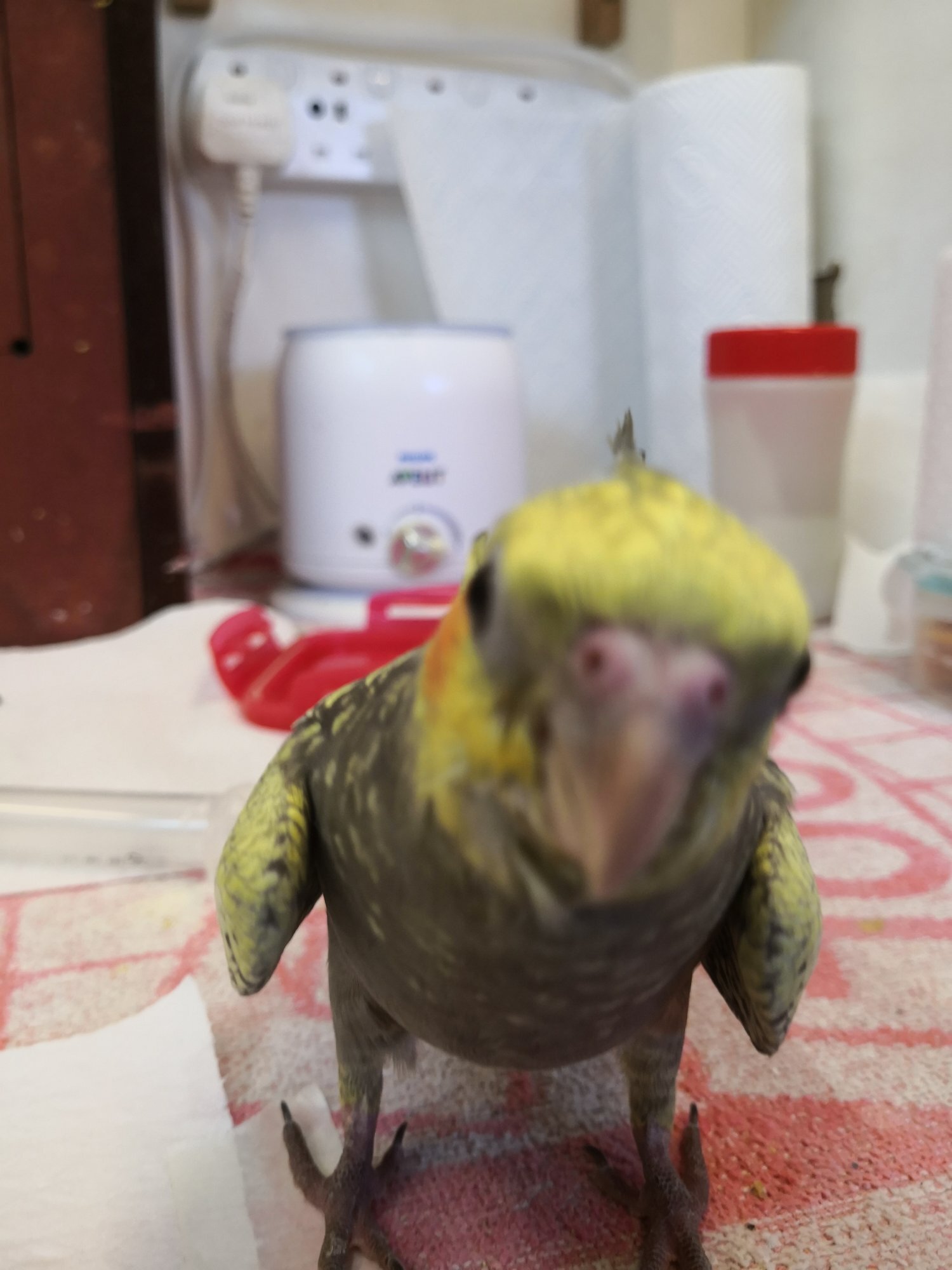 Cockatiels