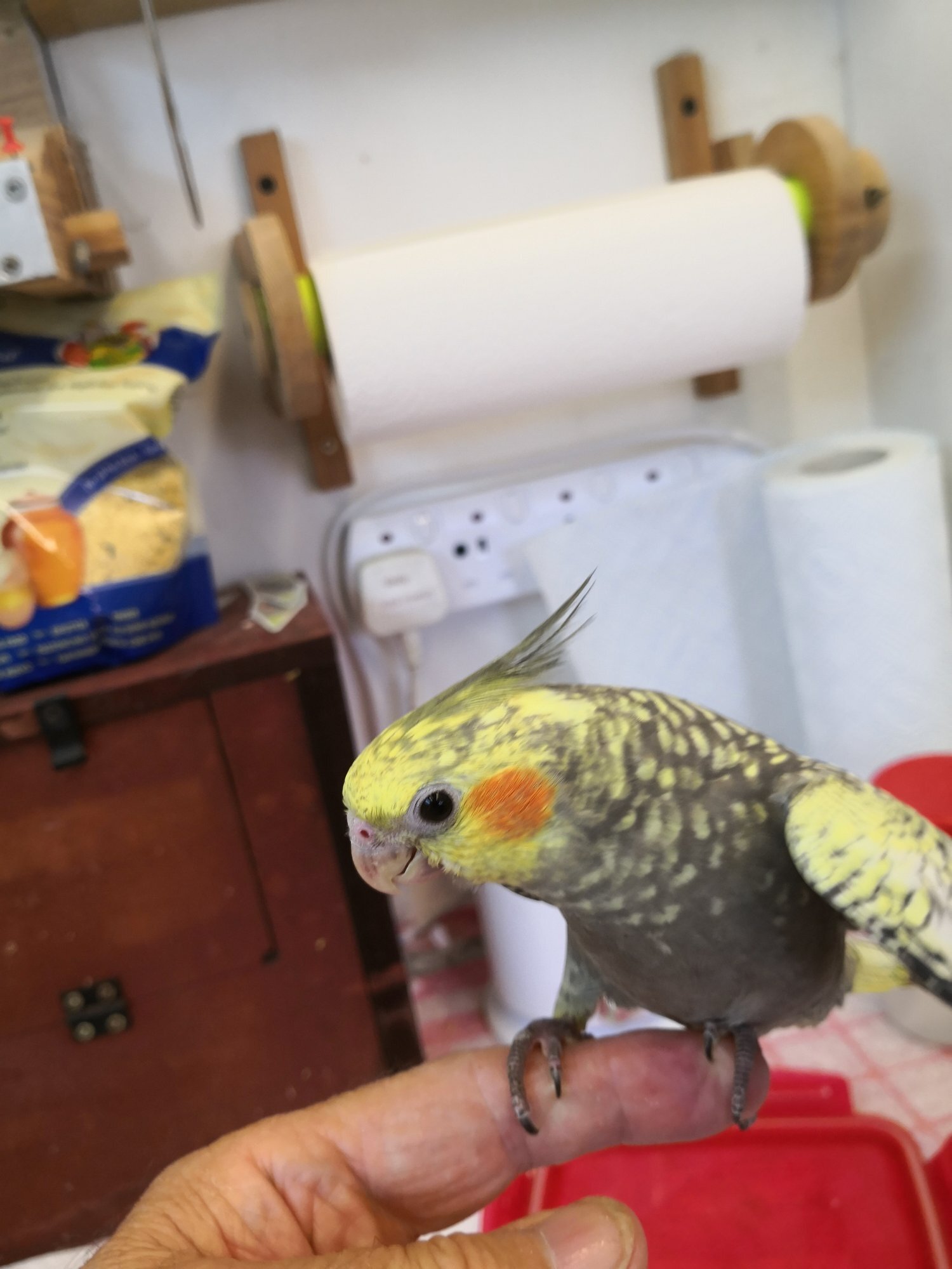 Cockatiels - {TYPE}
