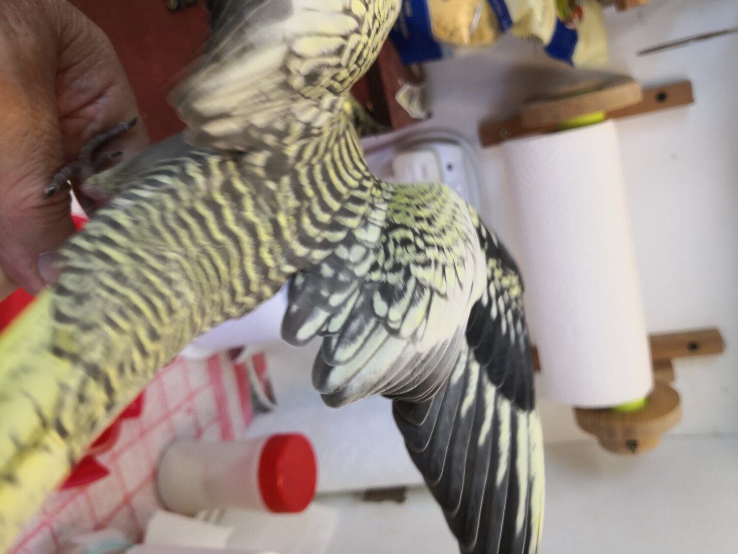 Cockatiels - Cockatiel 12 weeks old Hand Reared