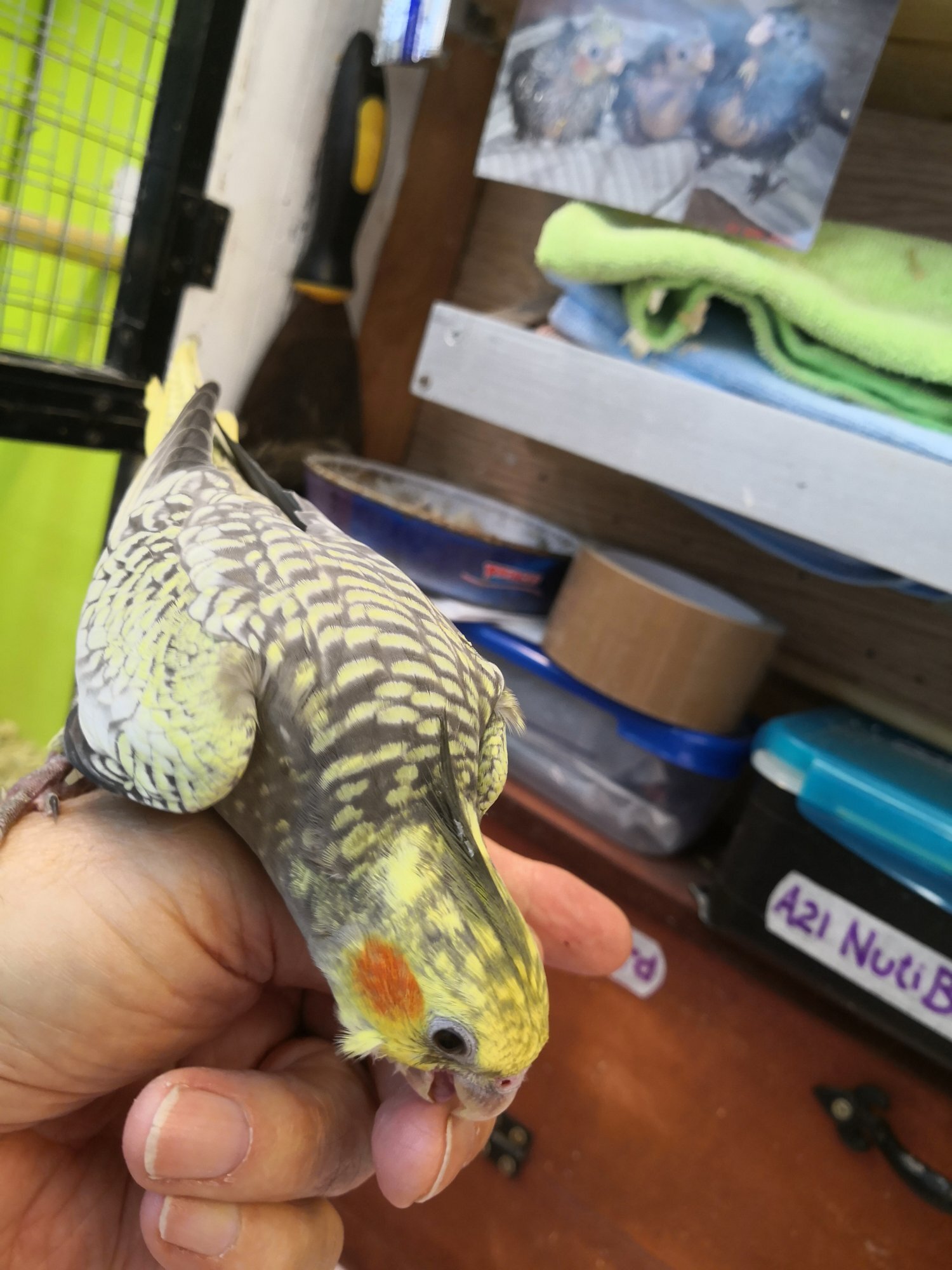 Cockatiel 12 weeks old Hand Reared - Cockatiels