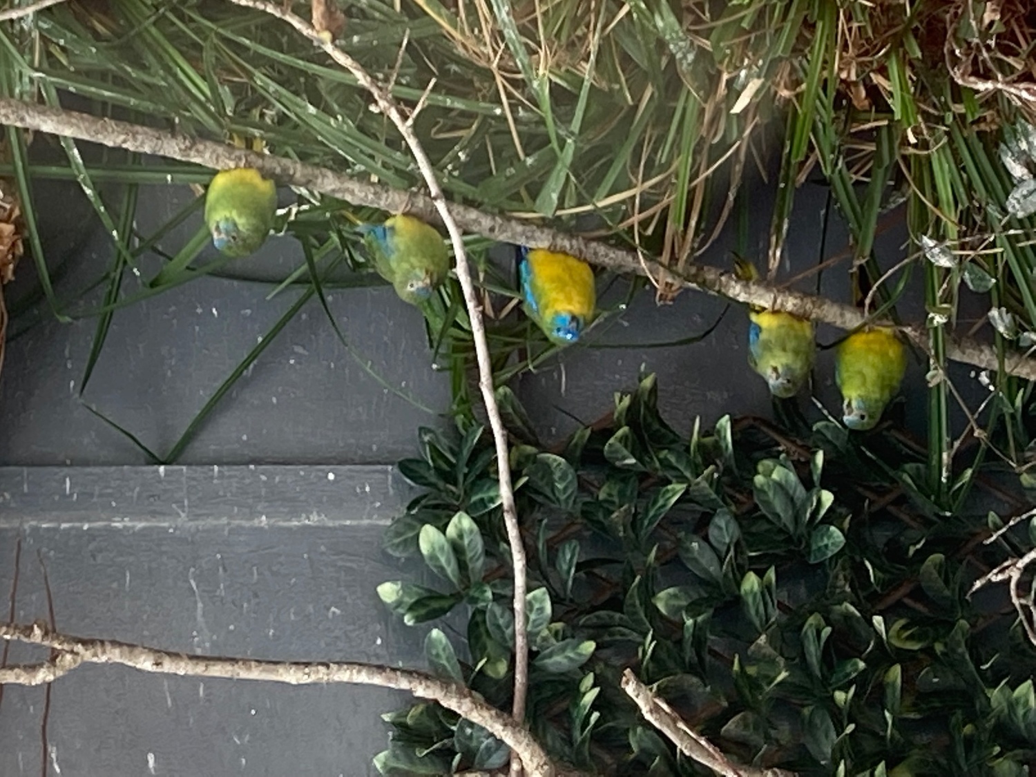  Turquoisine parakeets born 2026 in {LOCATION}