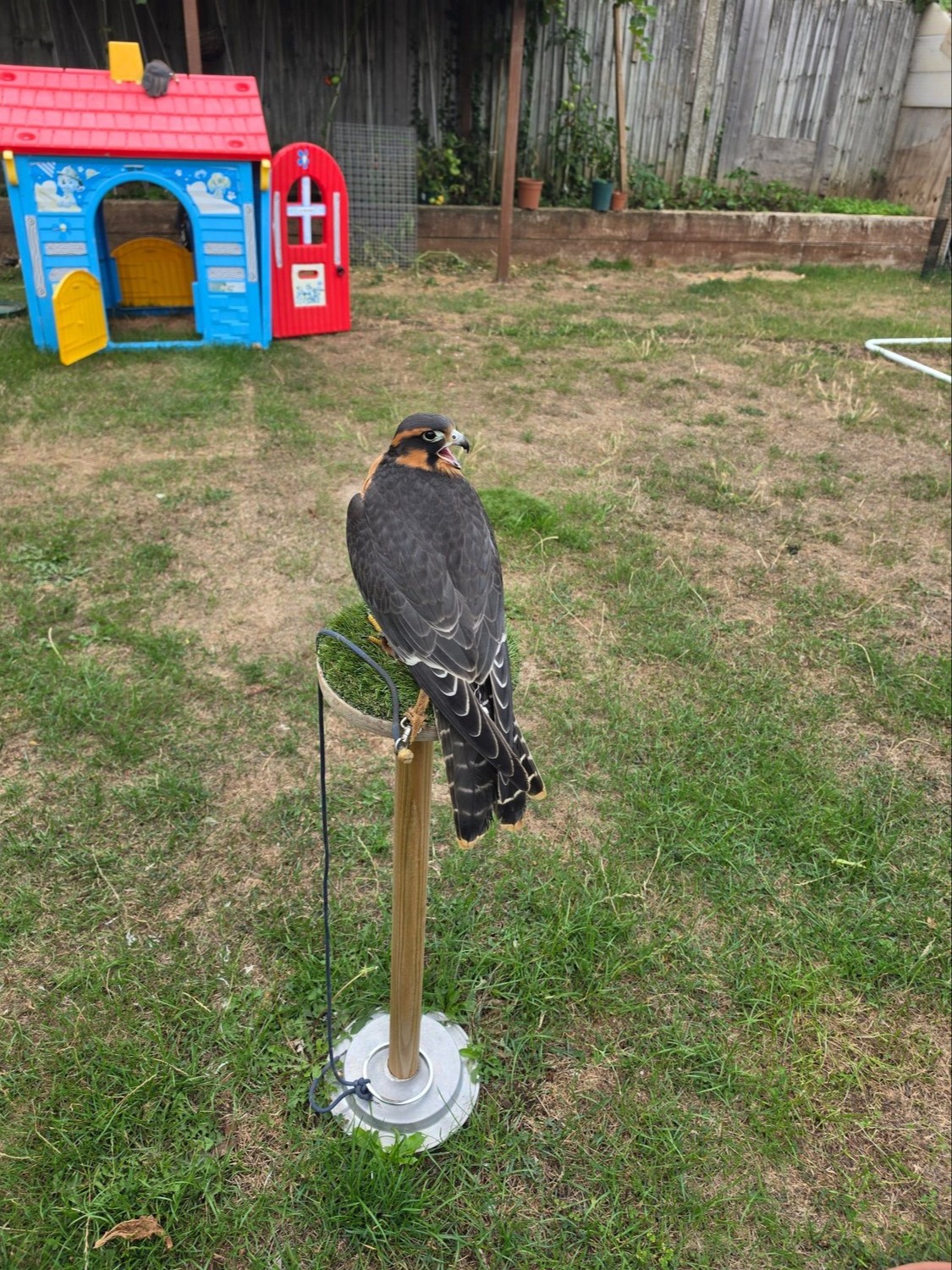 Falcons