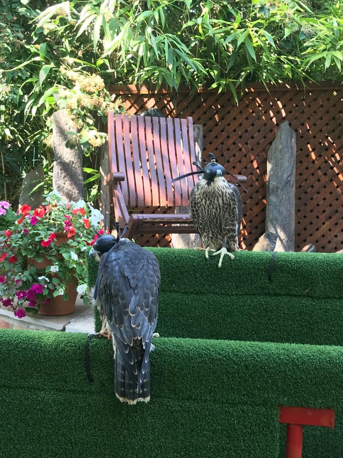 2026 MALE PEREGRINE FALCONS  in {LOCATION}